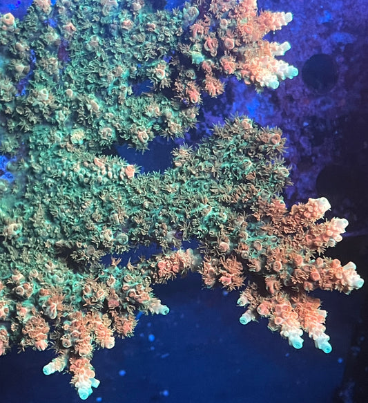 TSA Bill Murray Acropora