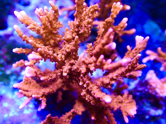 ACI Manila Spy Montipora
