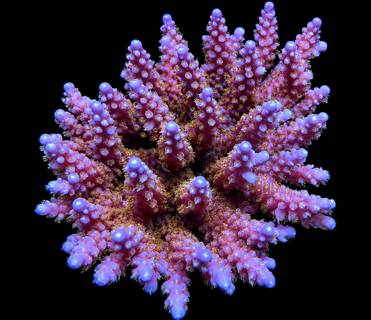 ARC Fireworks Acropora