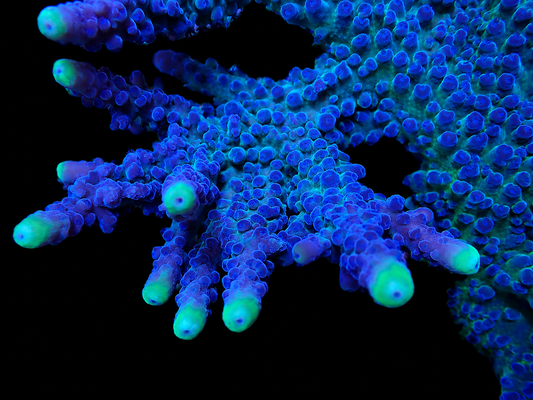WWC Yellow Tips Austera Acropora