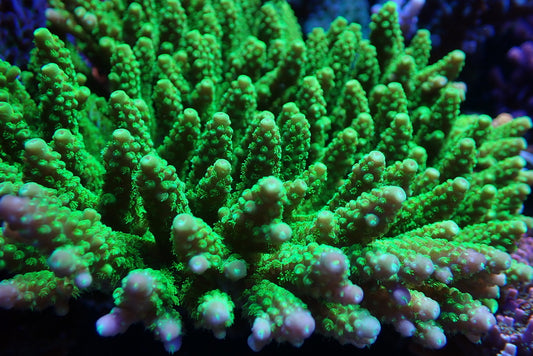Jake Adams Toxic Green Florida Acropora