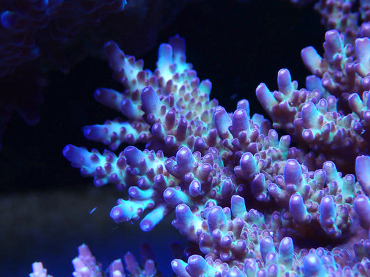 Vivid's Rainbow Delight Acropora