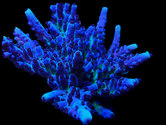Cali Tort Acropora