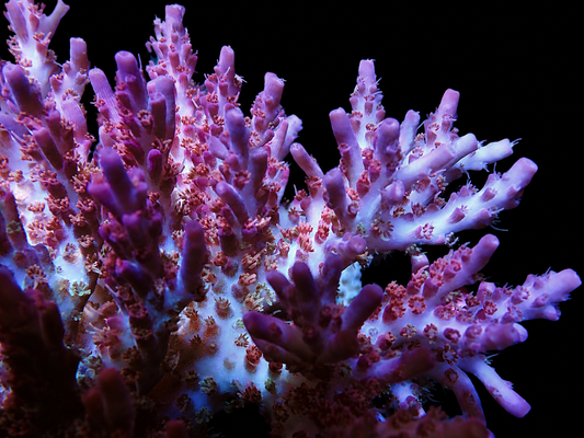 Vivid's Confetti Acropora