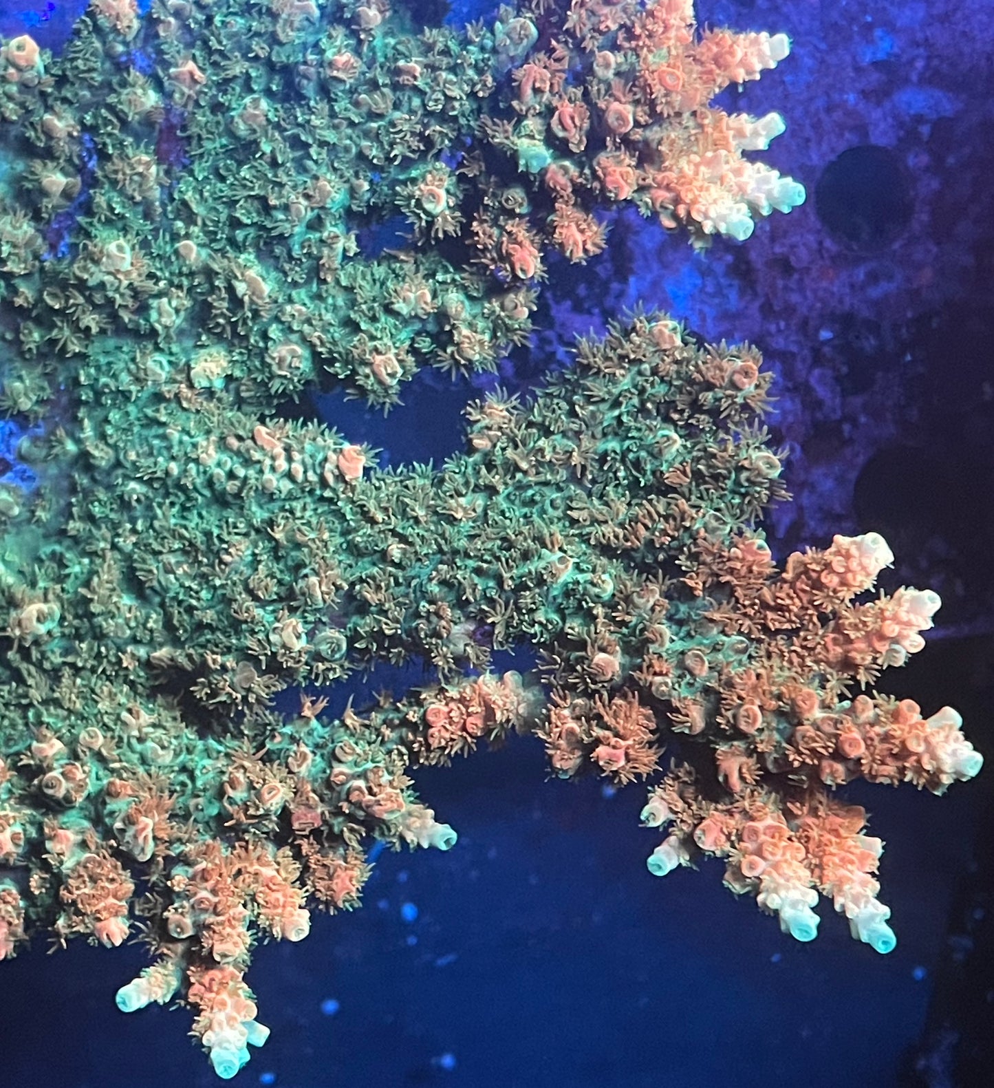 TSA Bill Murray Acropora
