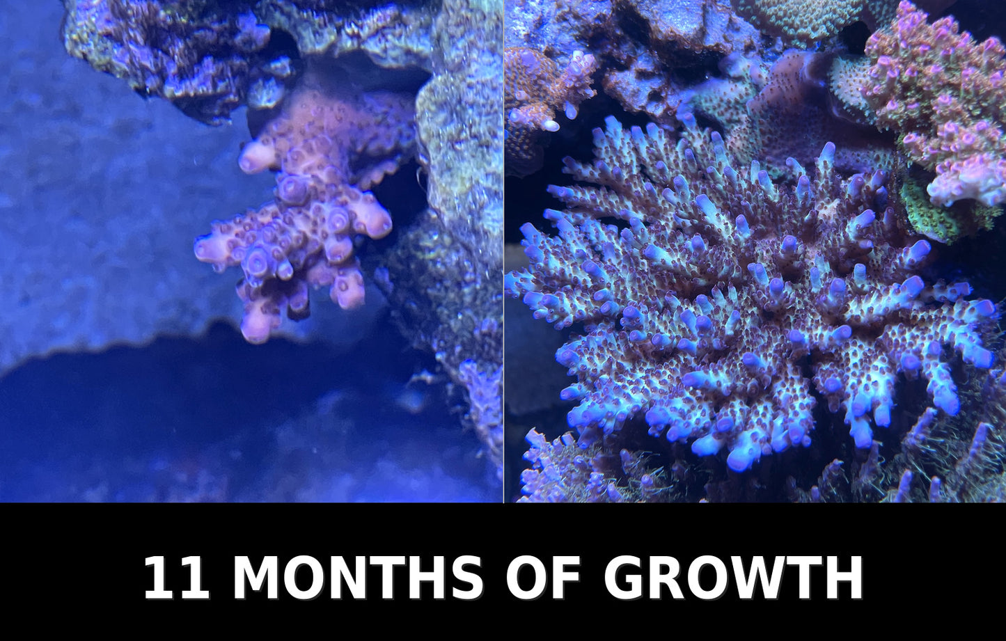 Vivid's Rainbow Delight Acropora