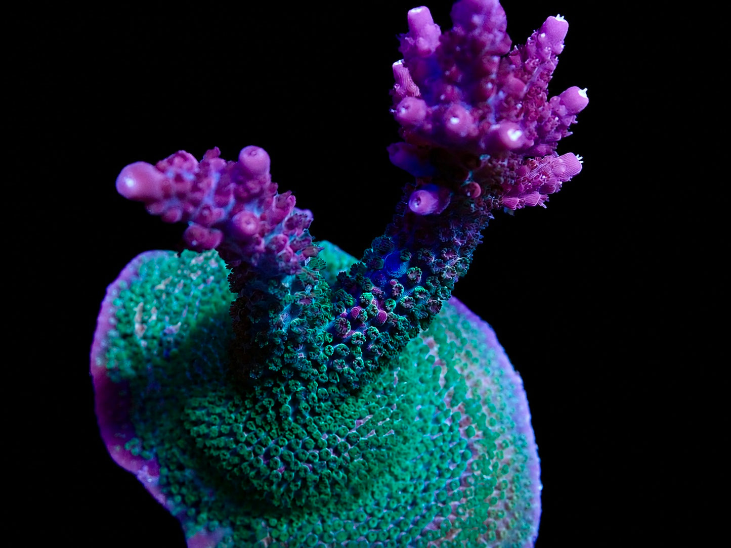 AV Better Than PC Rainbow Acropora