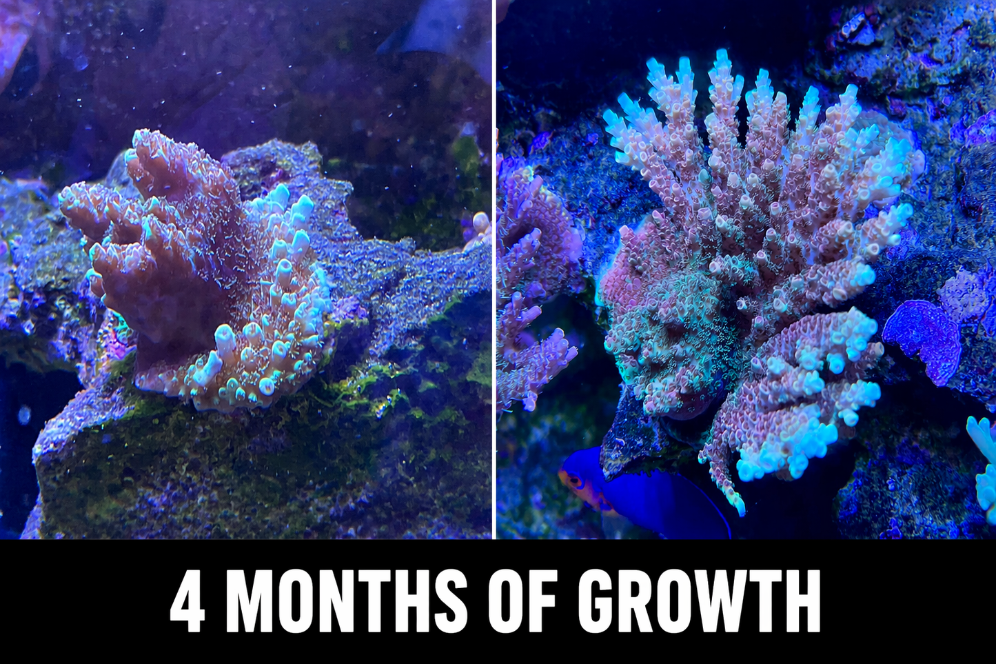 TSA Bill Murray Acropora