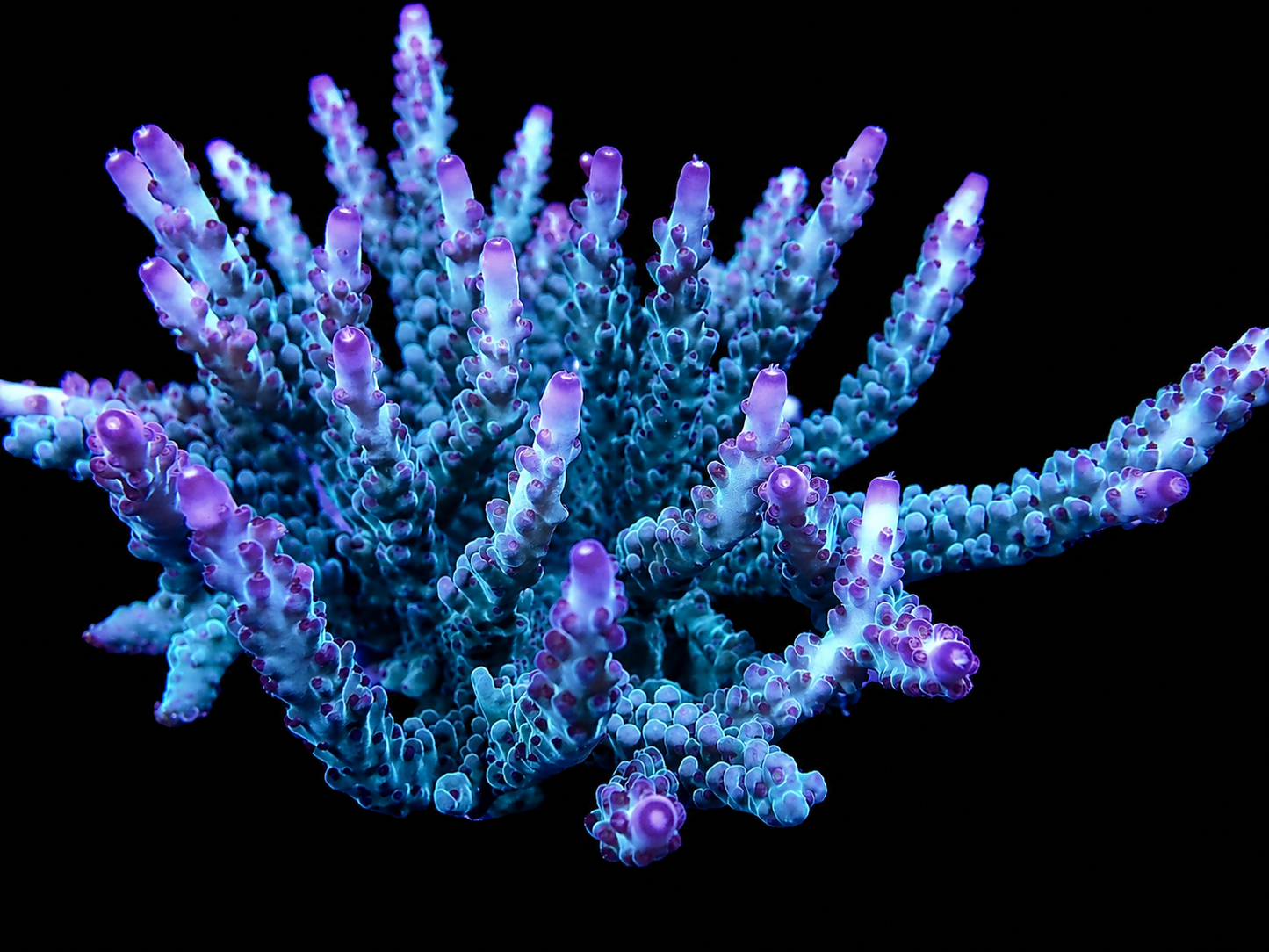 AV Opalite Acropora