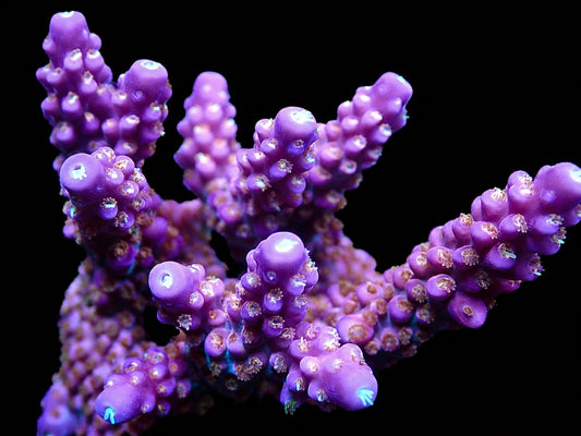 ARC Fireworks Acropora