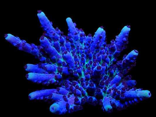 CR Electric Miyagi Acropora