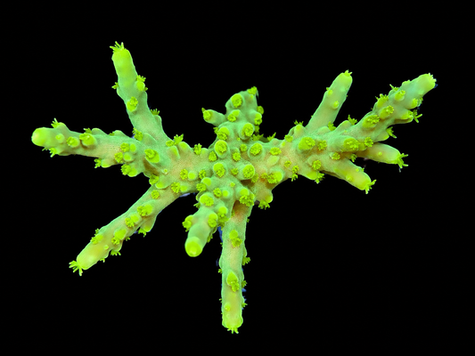 AV LimeWire Acropora