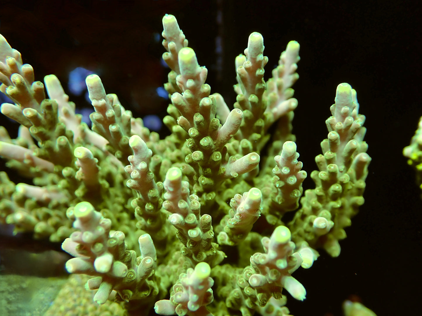 CB Golden Jawdropper Acropora