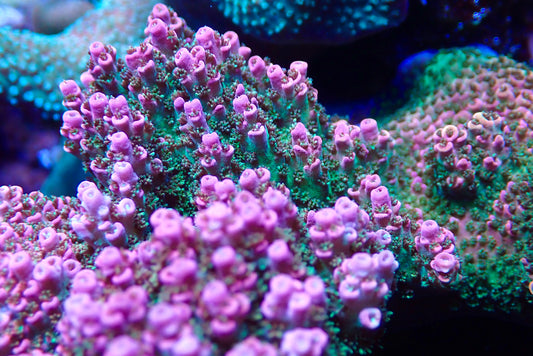 WWC Jello Shot Acropora