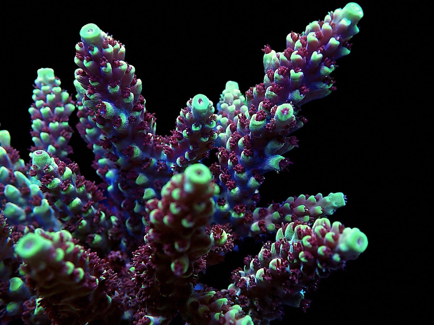 RRC Pink Cadillac Acropora