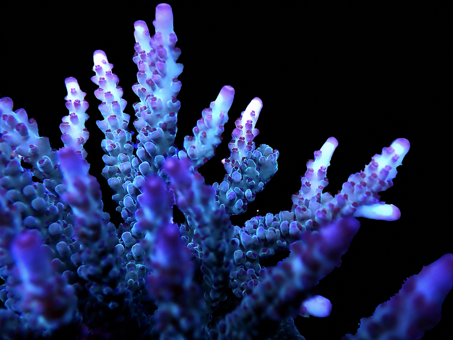 AV Opalite Acropora