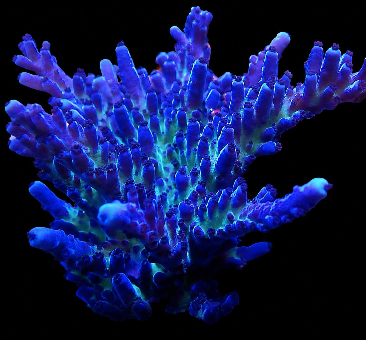CR Electric Miyagi Acropora