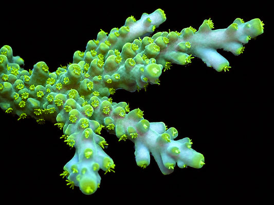 AV LimeWire Acropora