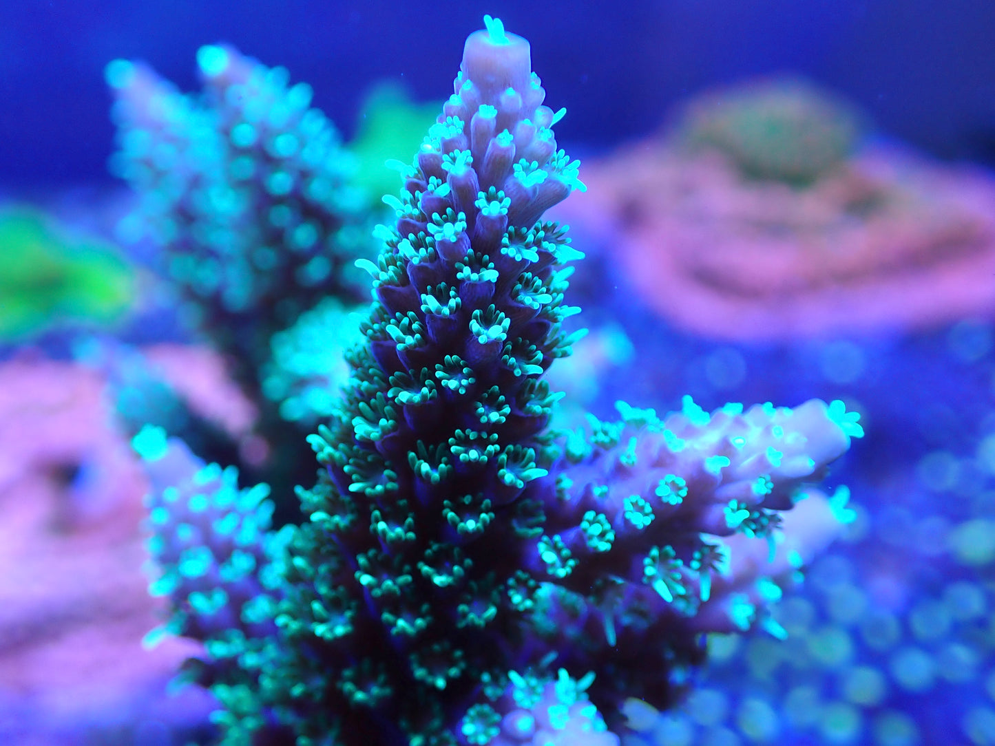 TSA Candlelight Staghorn Acropora