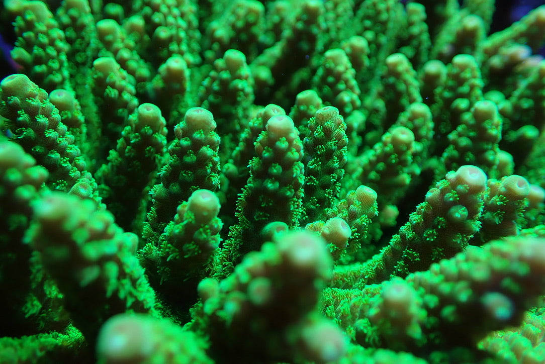 Jake Adams Toxic Green Florida Acropora