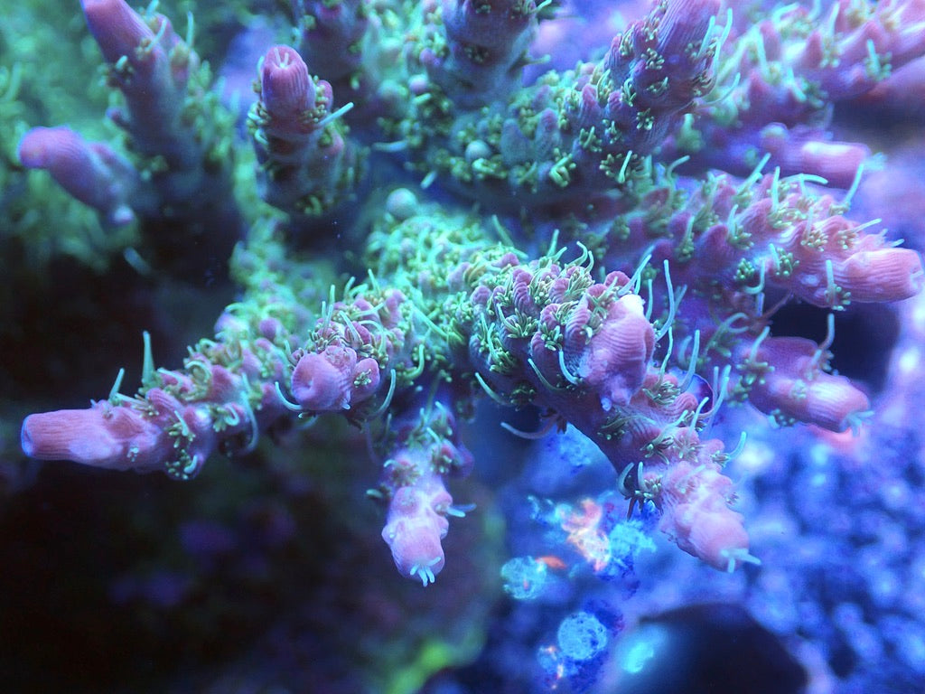 TGC Starfire Acropora