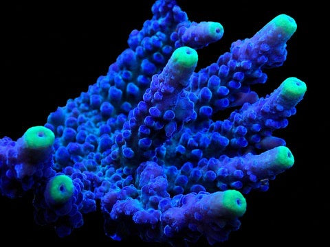 WWC Yellow Tips Austera Acropora