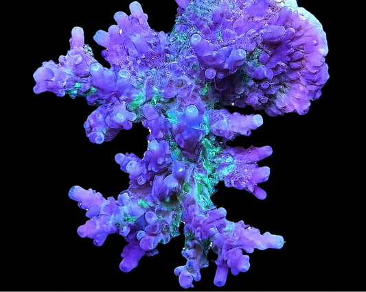Tyree Pinky the Bear Acropora