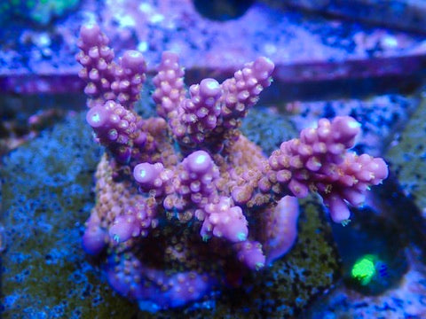 ARC Fireworks Acropora