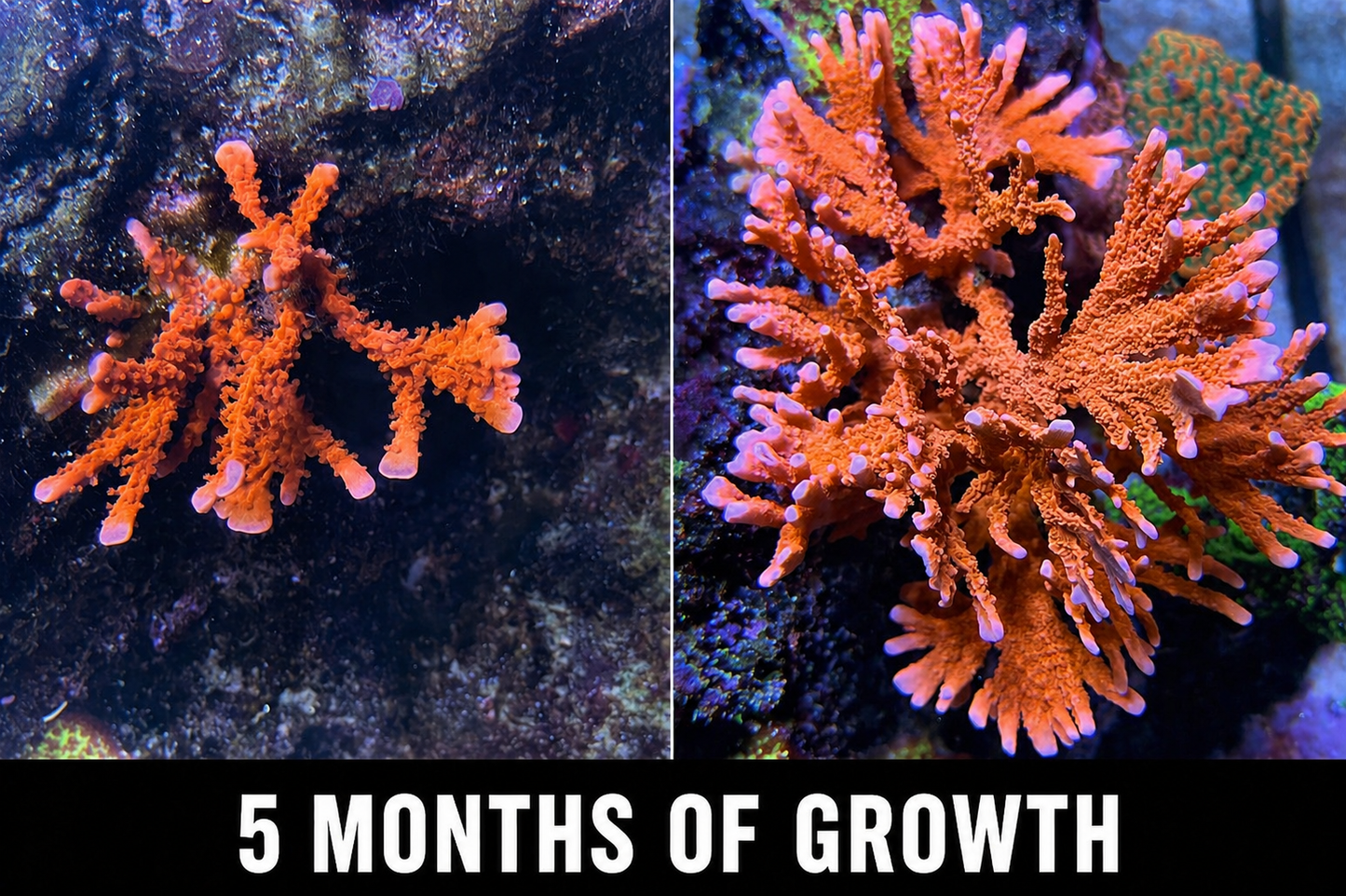 ACI Manila Spy Montipora