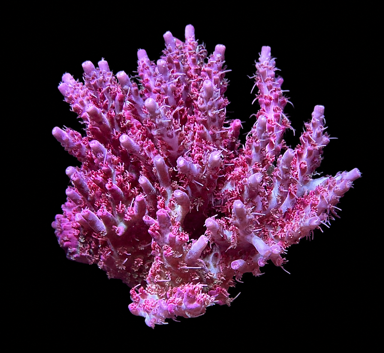 Vivid's Confetti Acropora