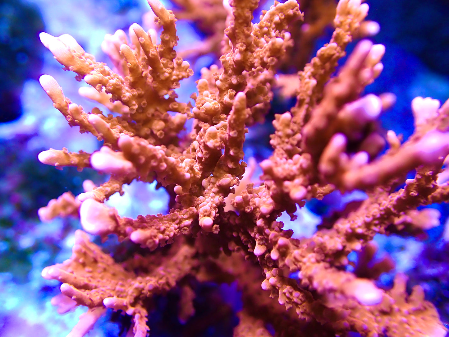 ACI Manila Spy Montipora