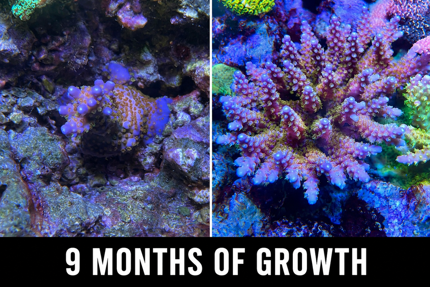 ARC Fireworks Acropora
