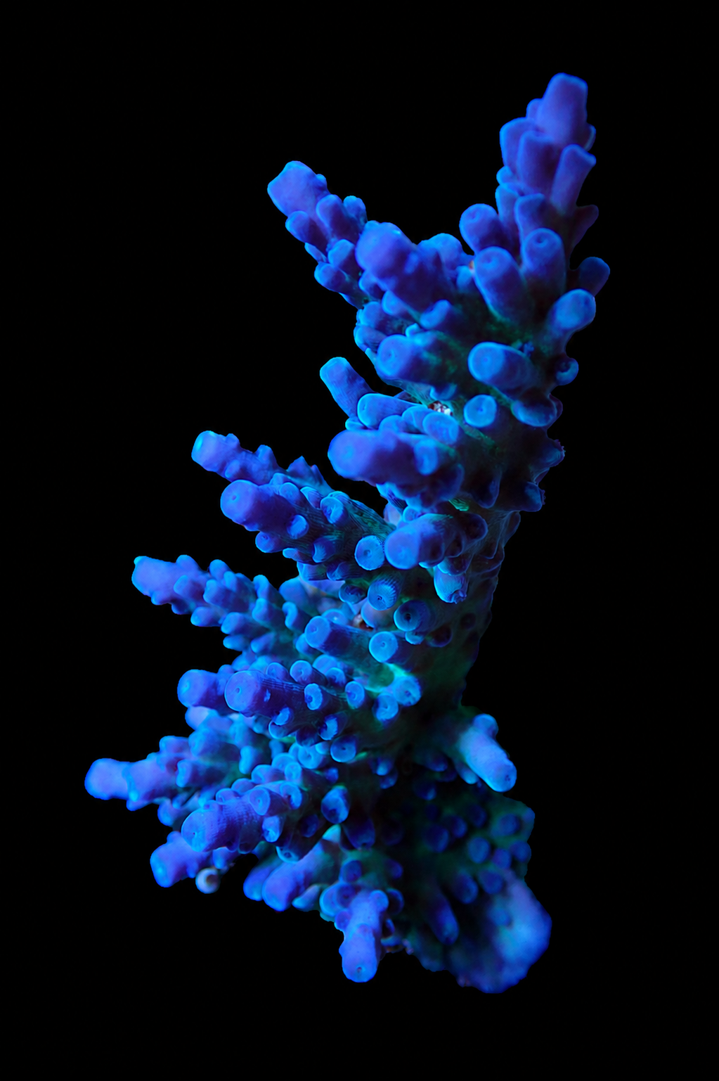 Cali Tort Acropora
