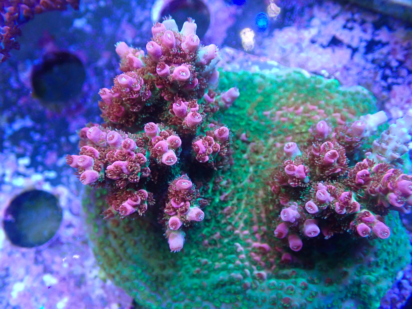 WWC Jello Shot Acropora