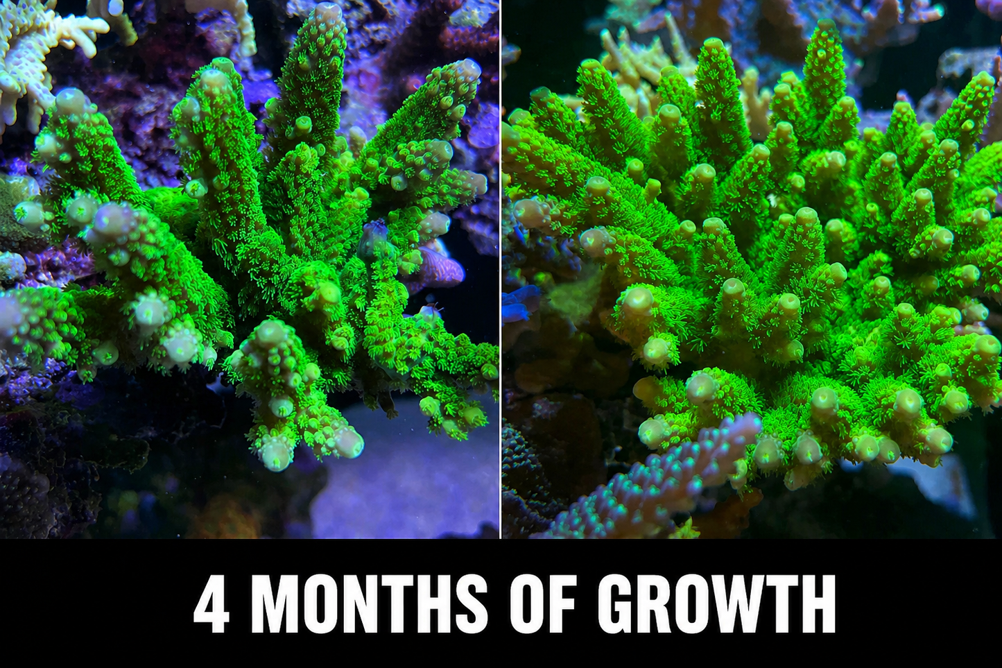 Jake Adams Toxic Green Florida Acropora