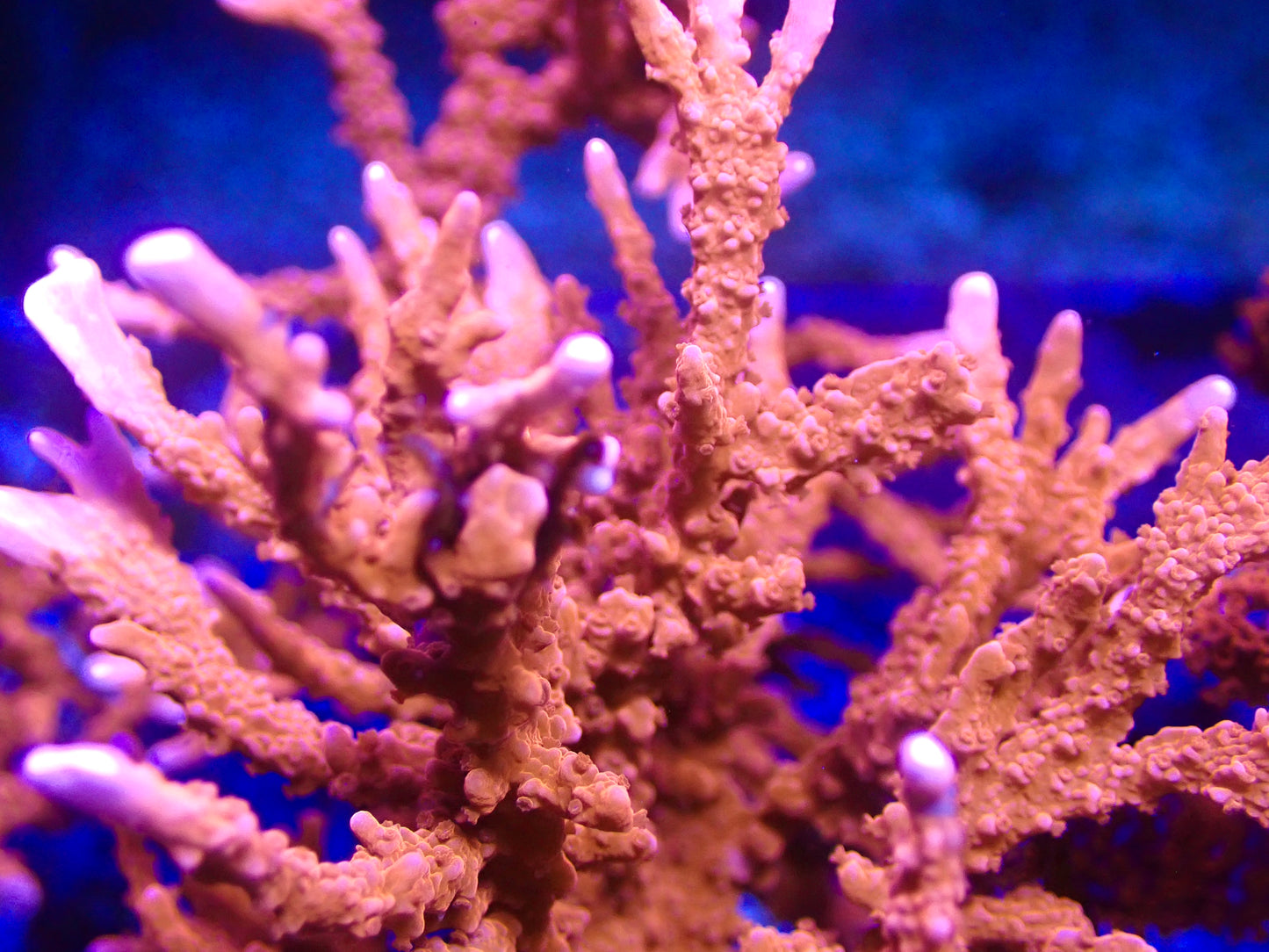 ACI Manila Spy Montipora