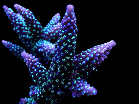 TSA Candlelight Staghorn Acropora