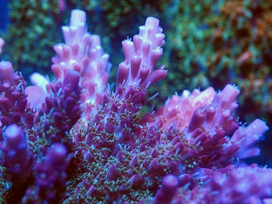 Tyree Pinky the Bear Acropora