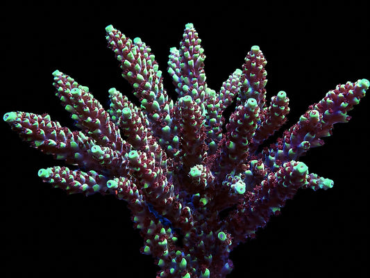 RRC Pink Cadillac Acropora