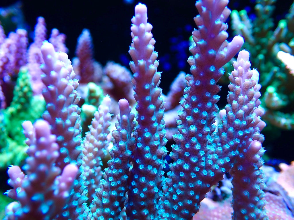 JF Shock Tart Acropora