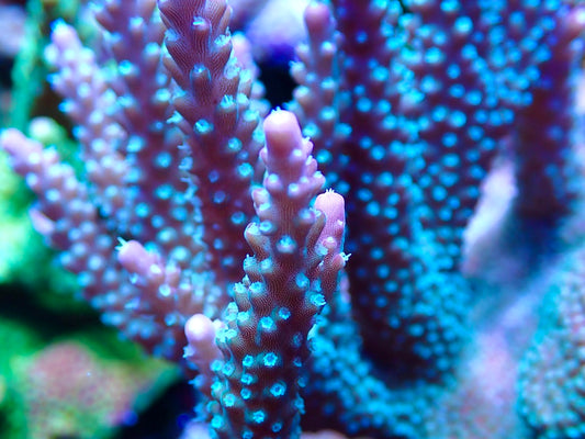 JF Shock Tart Acropora