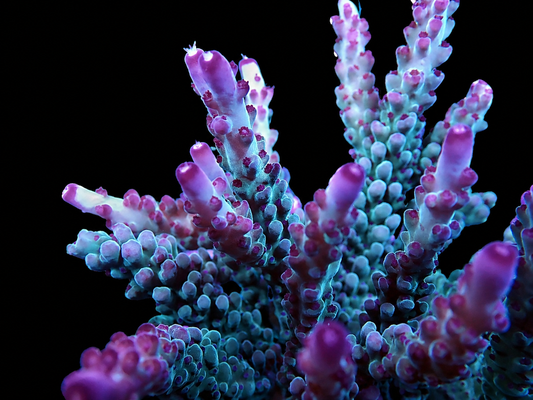 AV Opalite Acropora