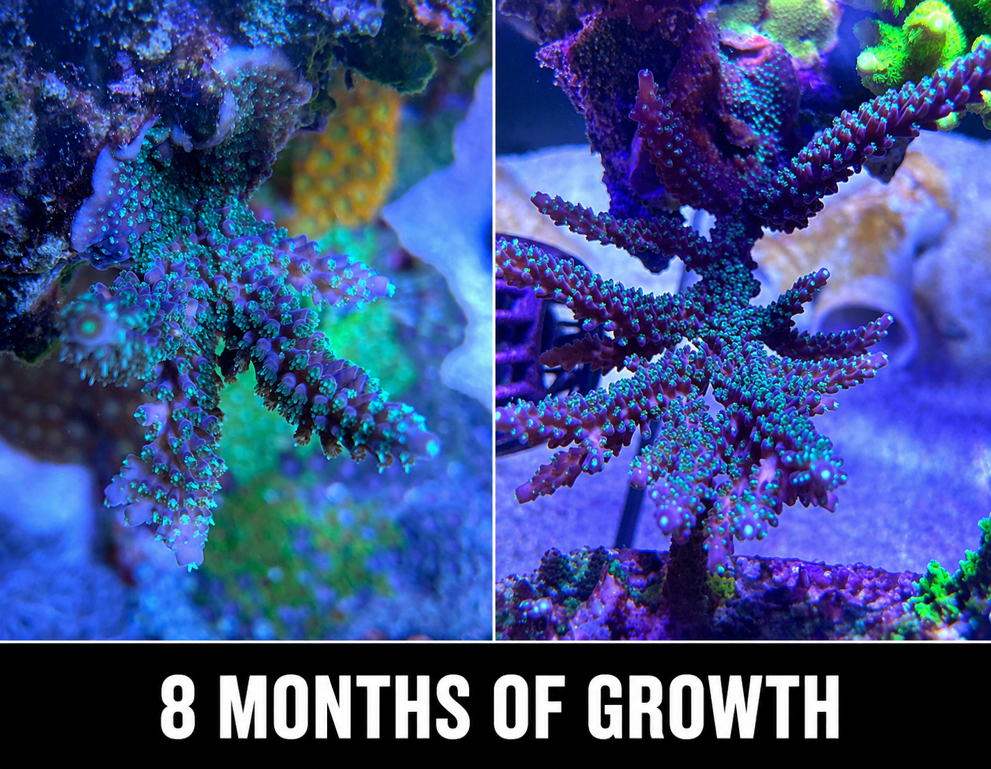 TSA Candlelight Staghorn Acropora