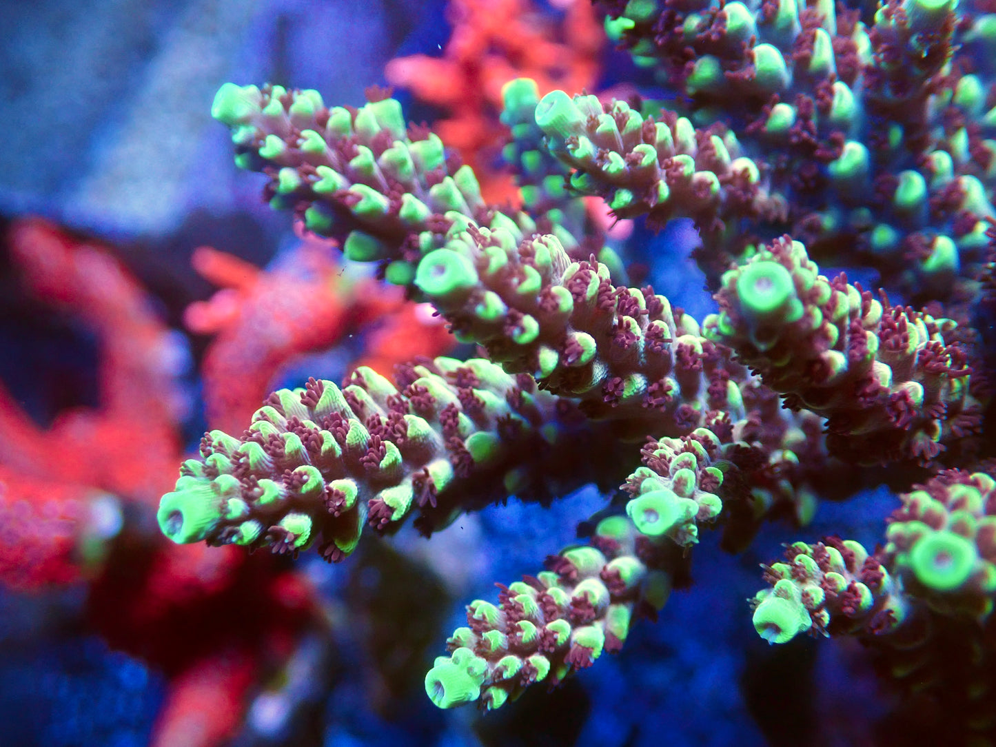 RRC Pink Cadillac Acropora