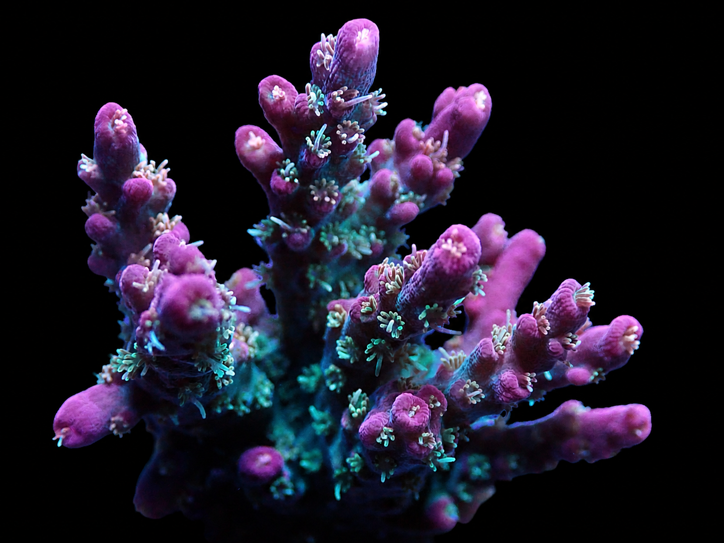 Vivid's Confetti Acropora