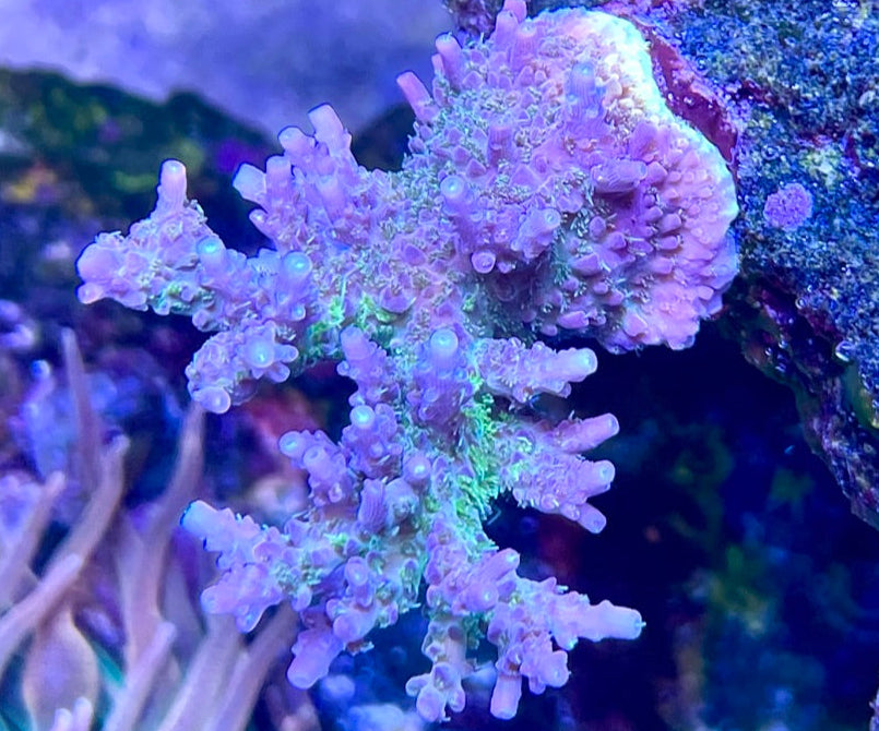 Tyree Pinky the Bear Acropora