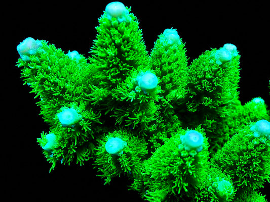 Jake Adams Toxic Green Florida Acropora