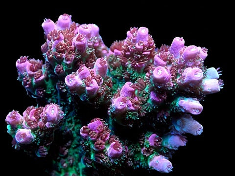 WWC Jello Shot Acropora
