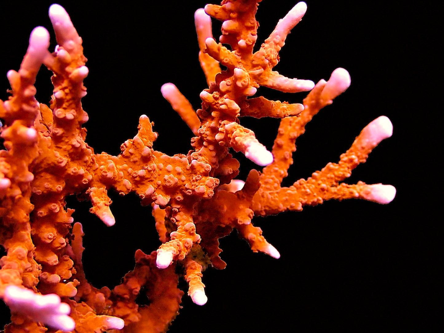 ACI Manila Spy Montipora