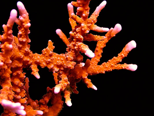 ACI Manila Spy Montipora